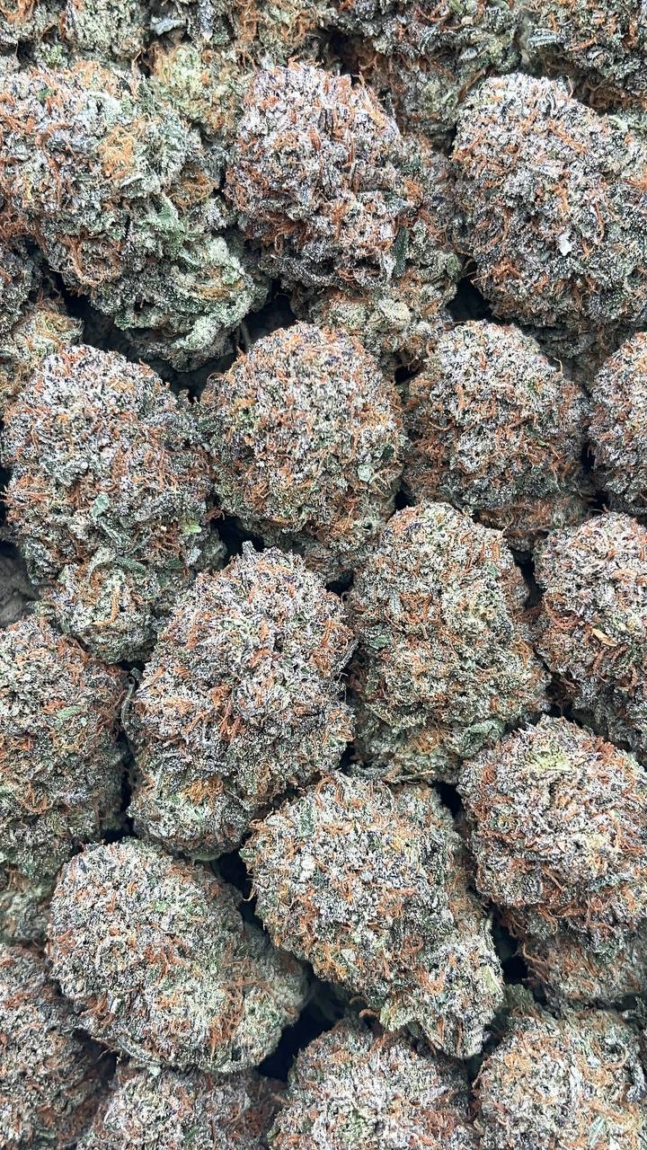 Platinum Delight - PK167