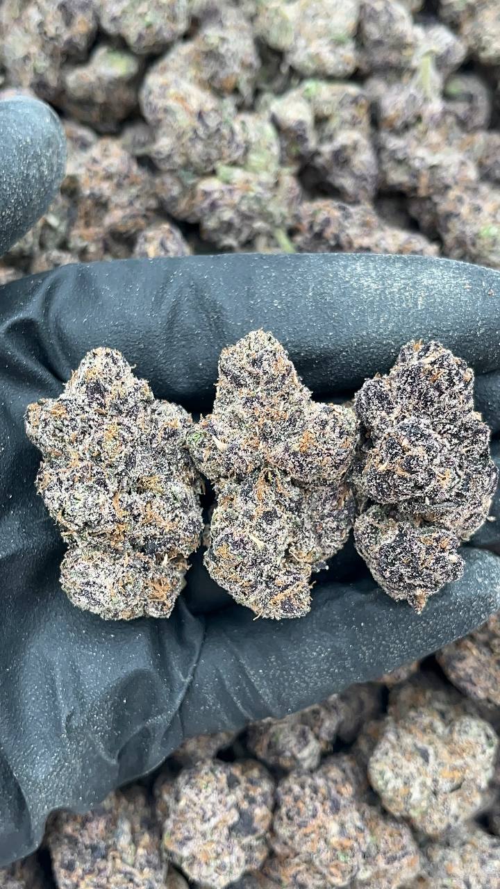 Blue Permafrost - PK174