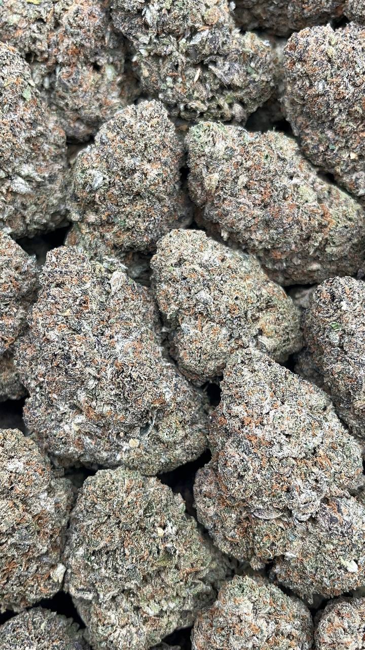 Fritter Licker - PK372