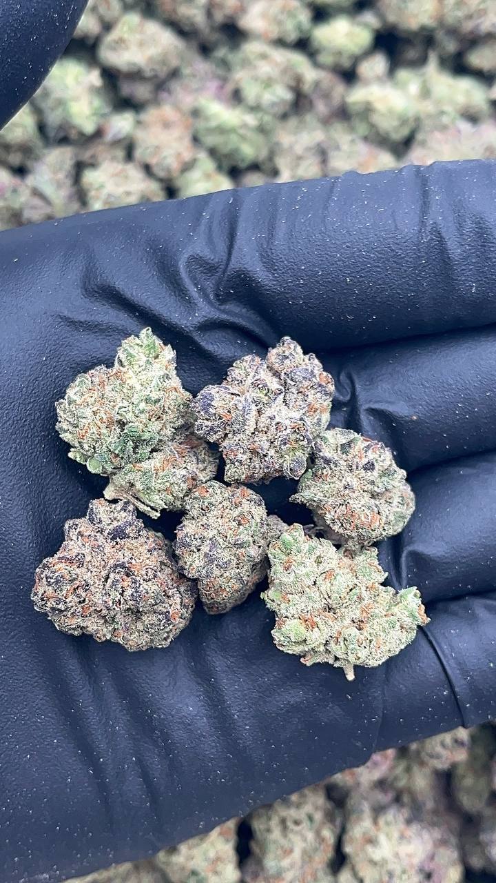 Gelato Punch Smalls - PK653