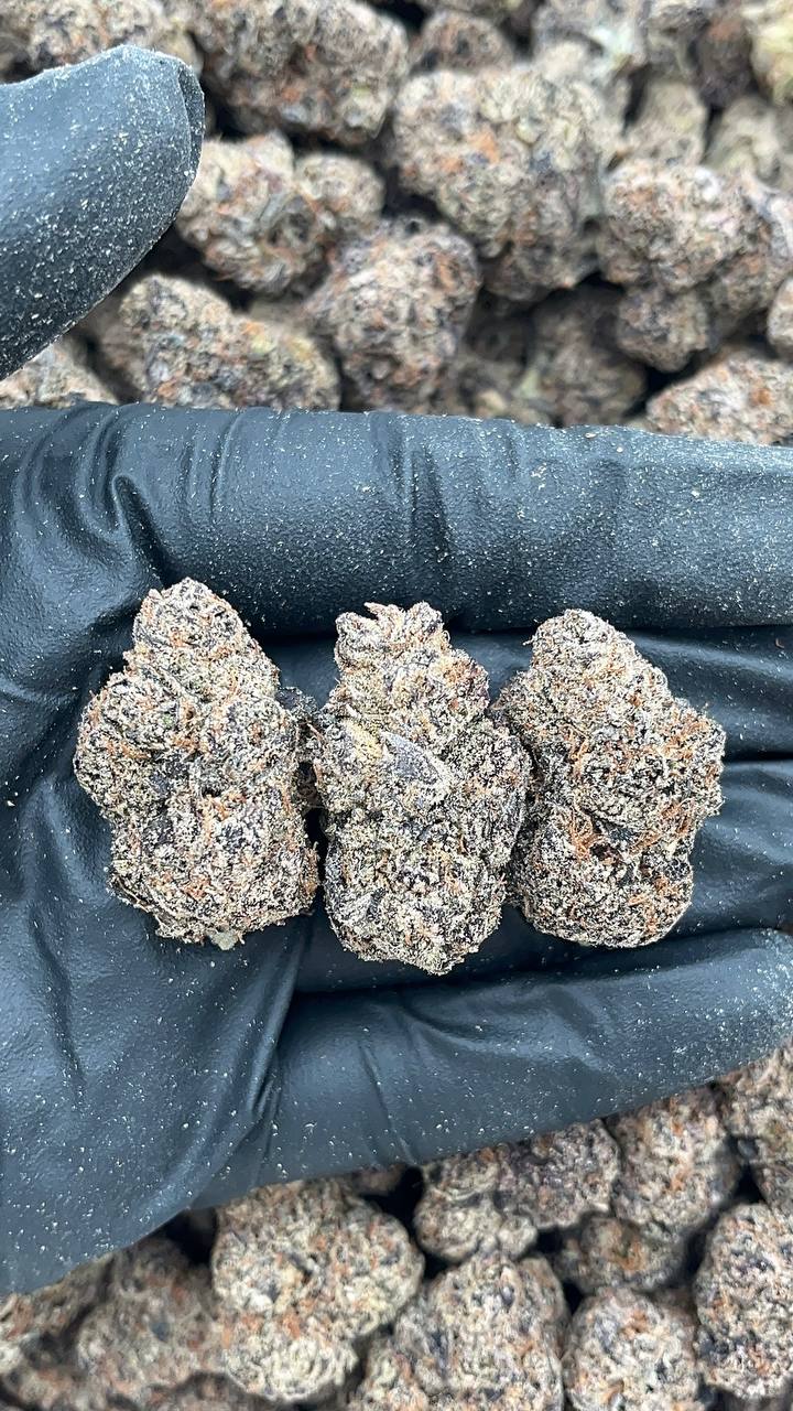 Dutch Bubblegum - PK663