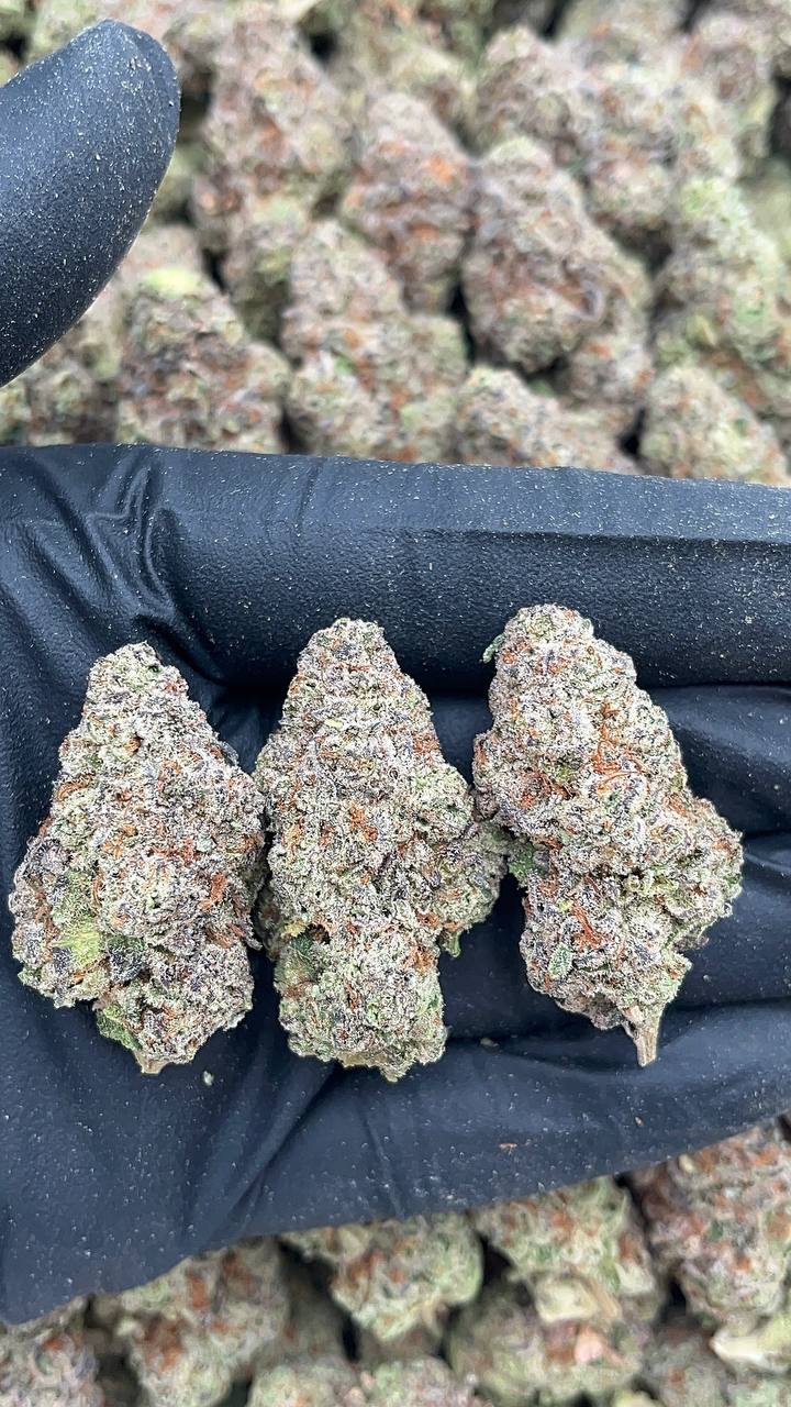 Glitter Bomb - PK619