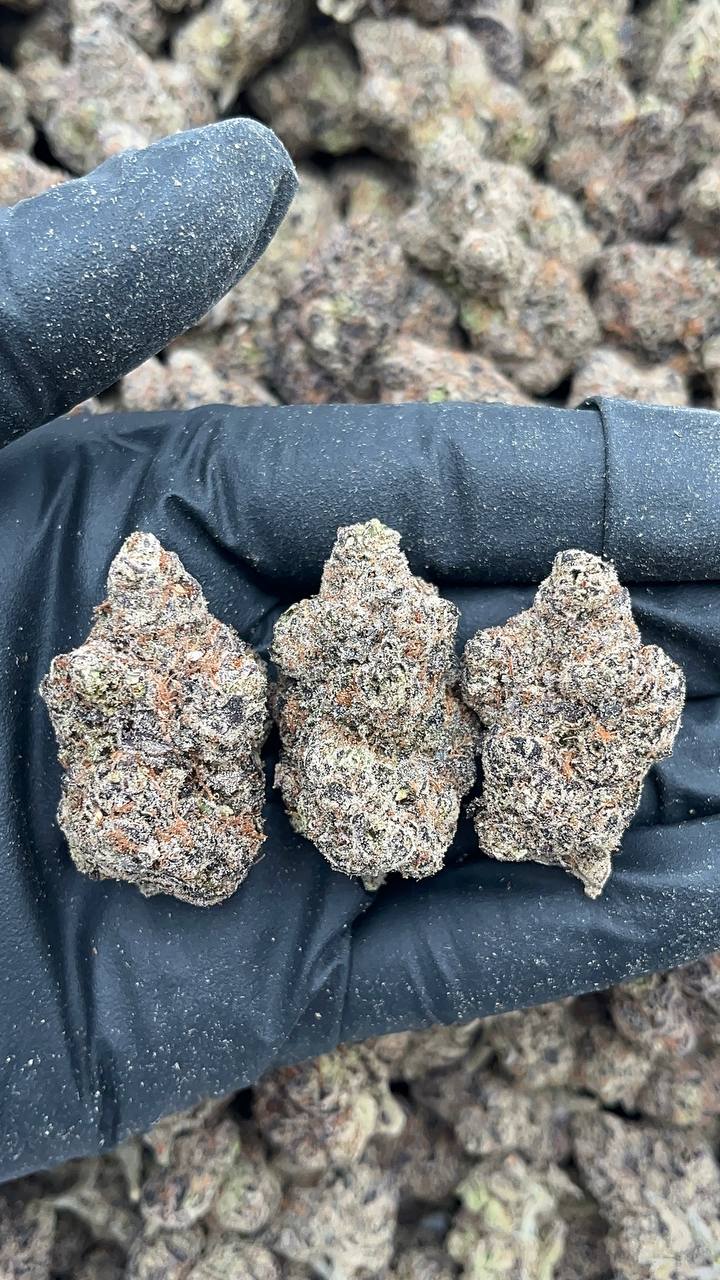 Premium Cherry Gelato - PK648