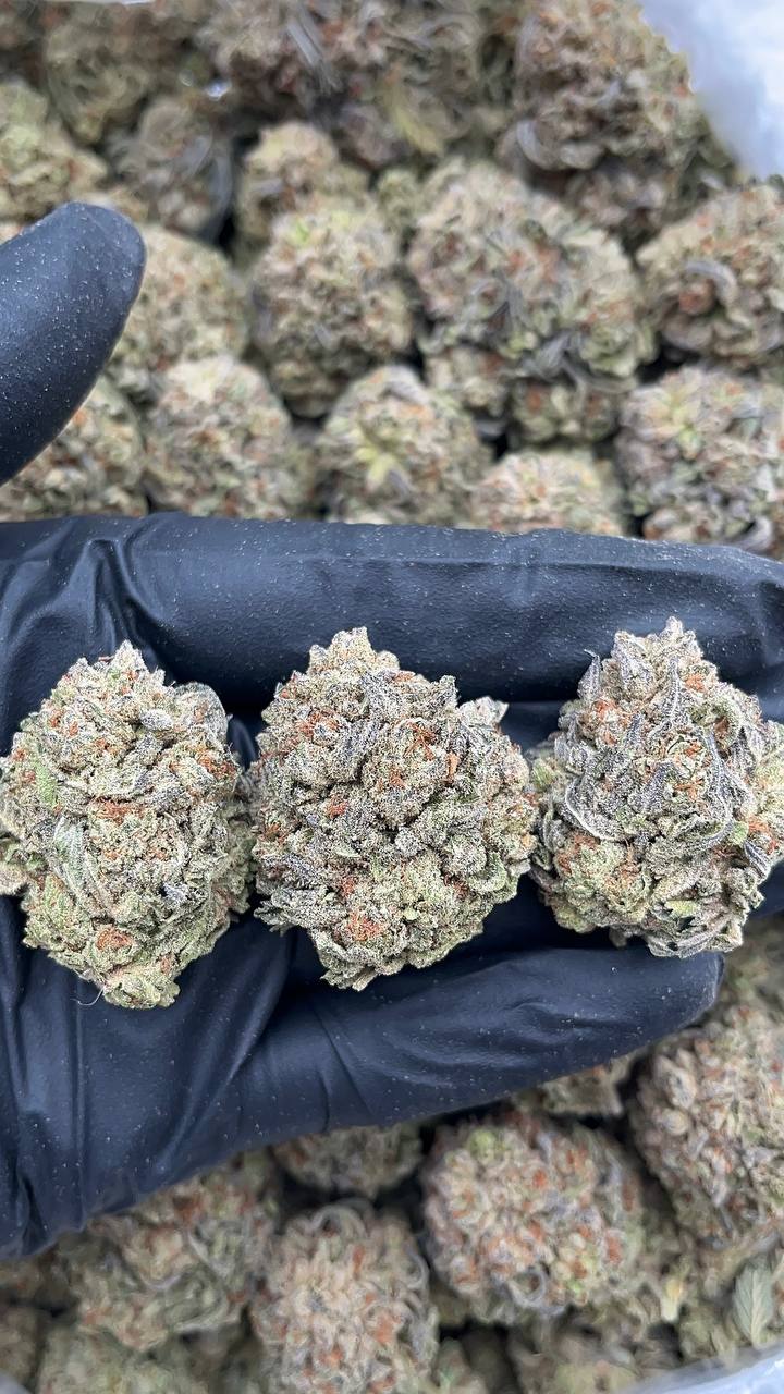 Apple Gelato - PK645