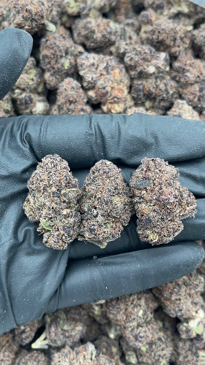 Granddaddy Purple - PK643 (Lightly molded)