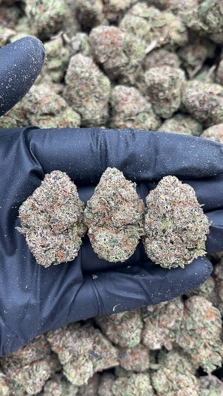 Sundae Driver - PK616