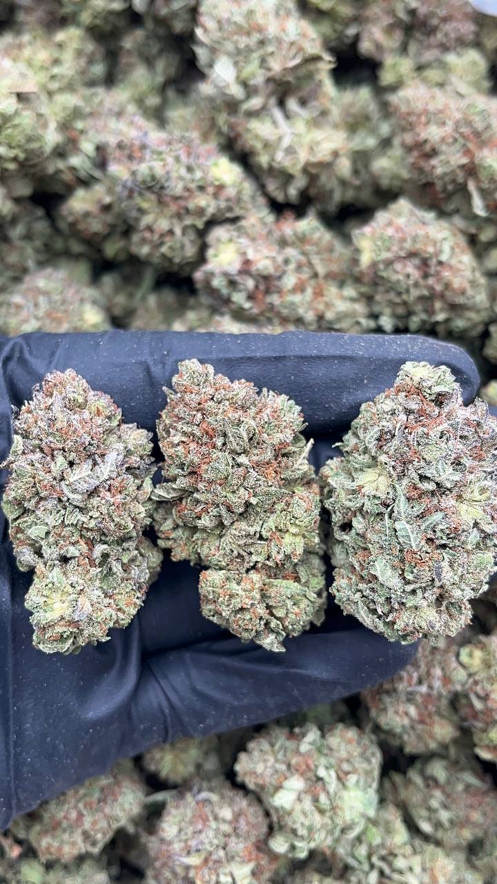 Platinum Gorilla - PK610