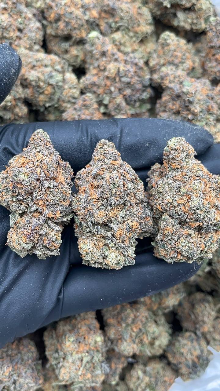 Muskmelon OG - PK636