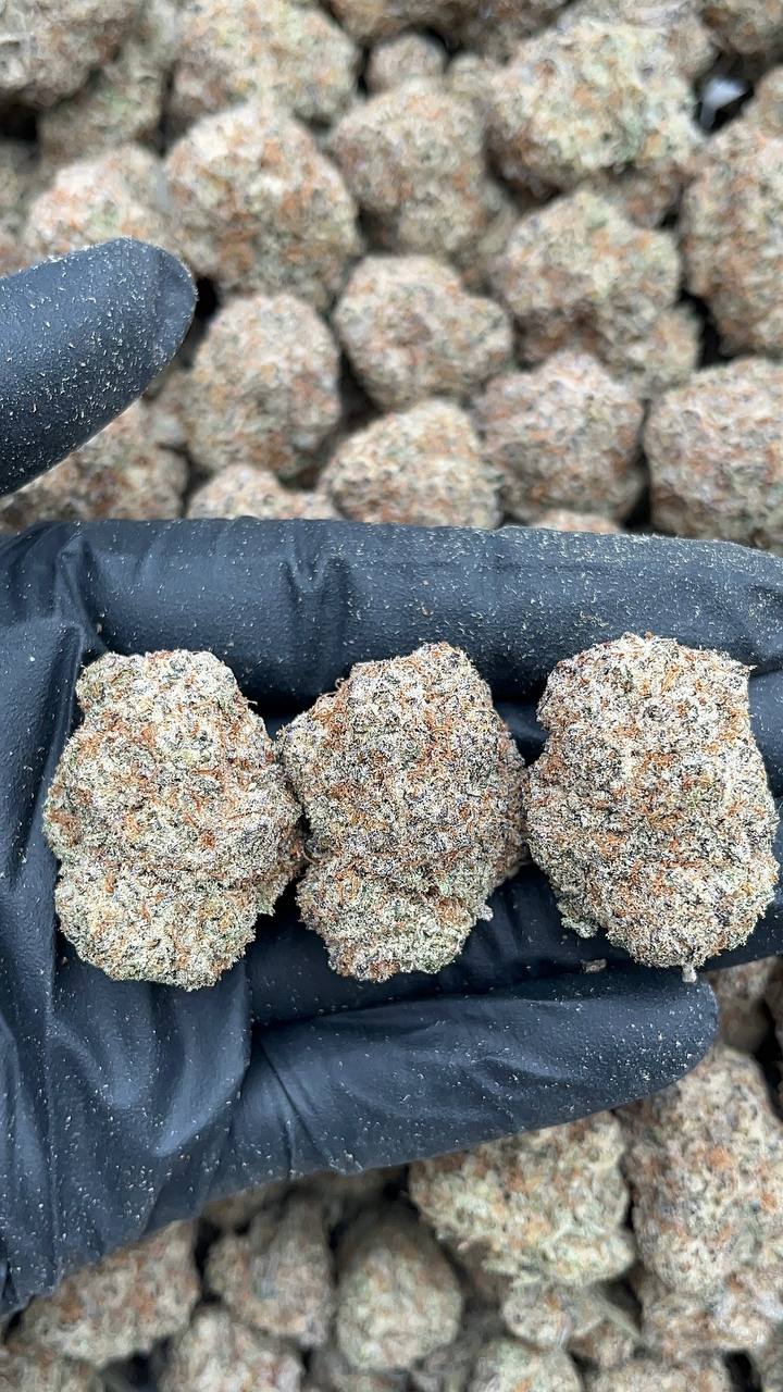 Sugar Cookies - PK631