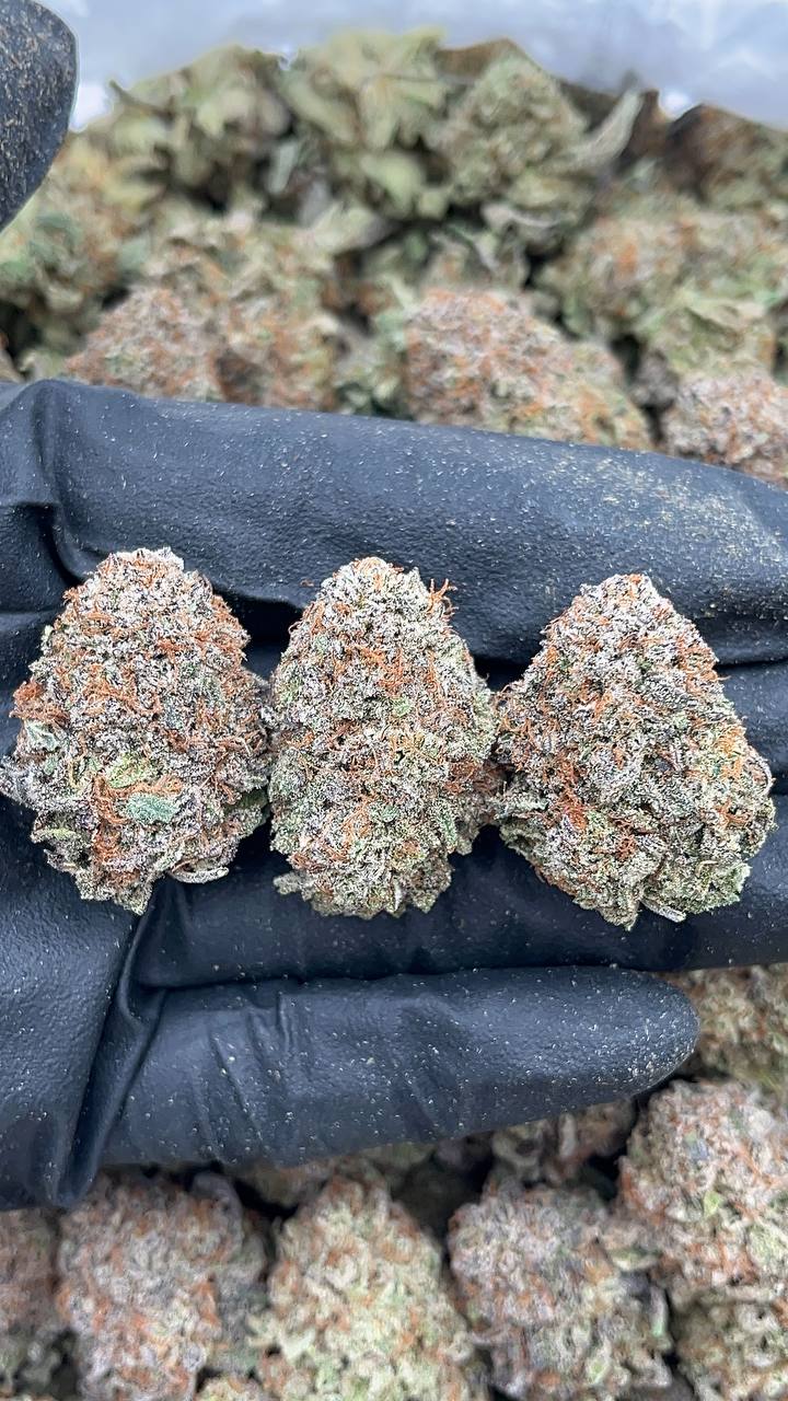 Platinum Bubba - PK112