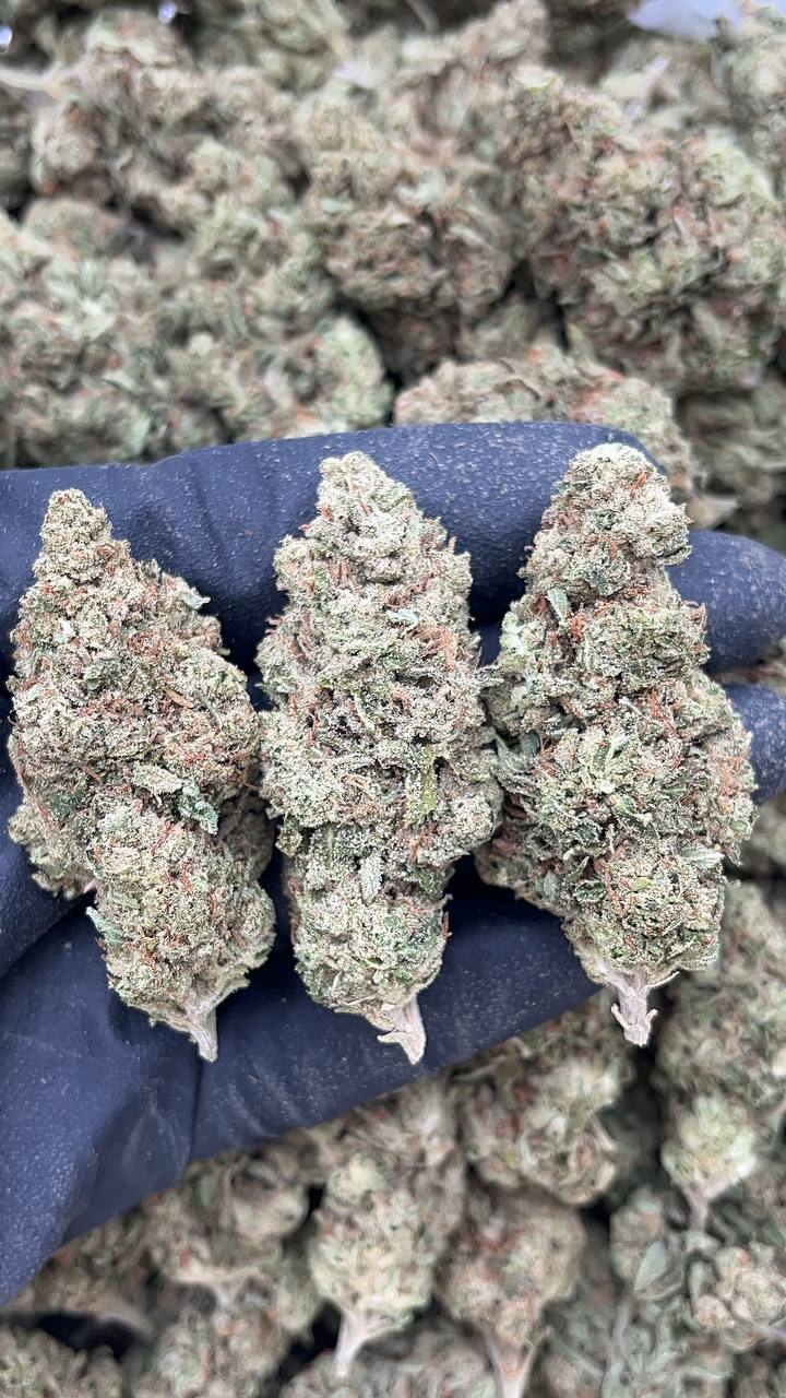 🔥Special Items 🔥 Alien OG - PK146