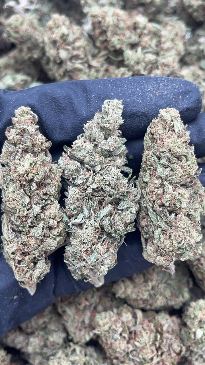 Tangelo Kush - PK221