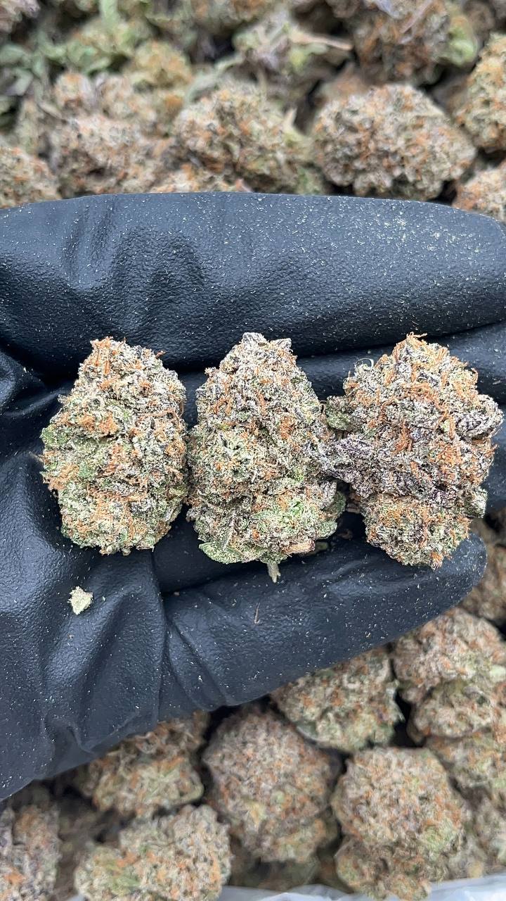 Platinum Wreck - PK169