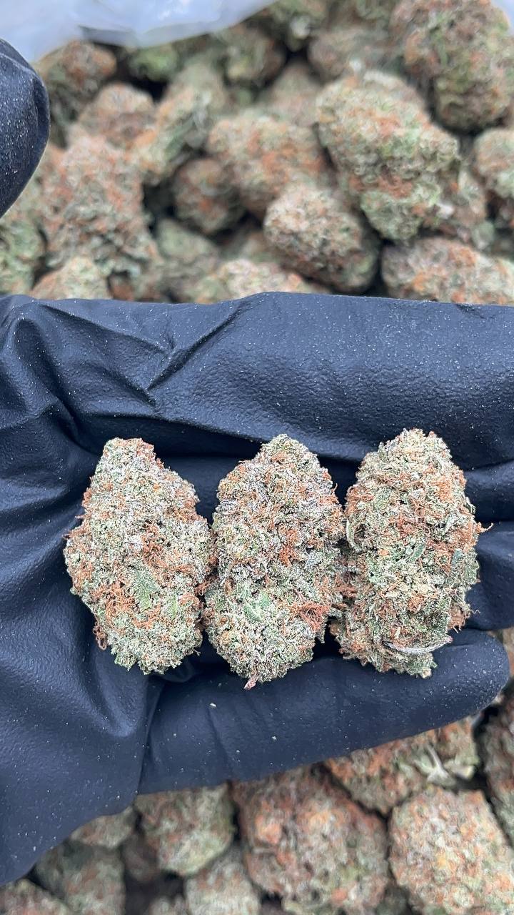 Platinum Punch - PK201