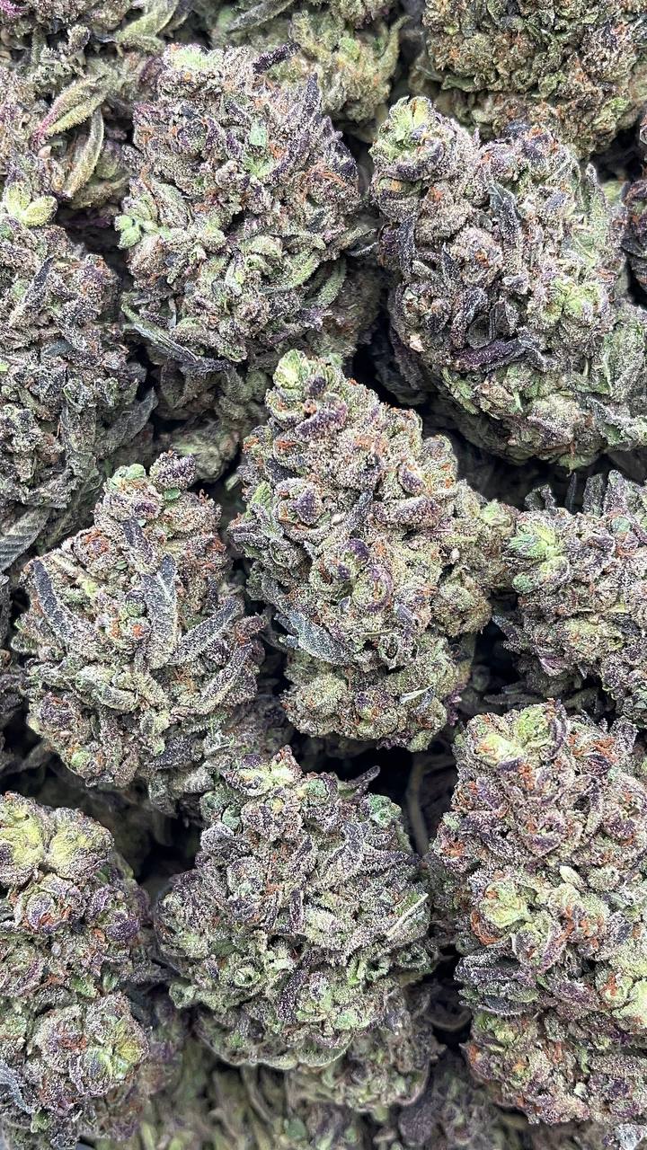 Dolce Gelato - PK189