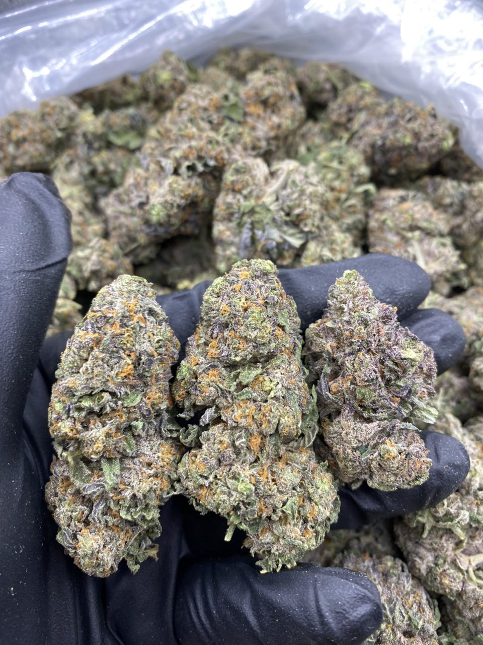 SUPER GELATO GLUE PK456