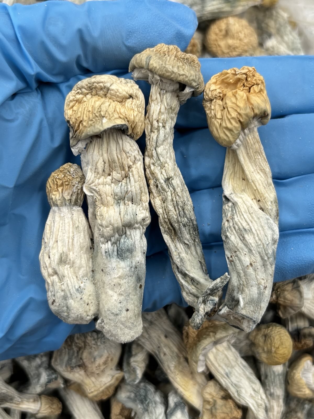 BLUE MEANIE - JT709BV